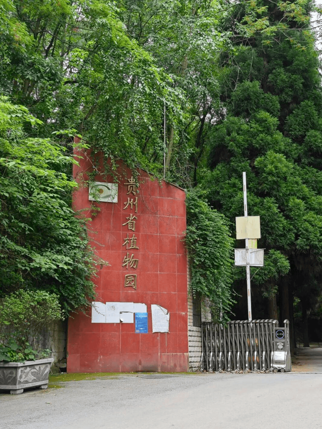 落叶铺就黄金路，初冬赴一场梧桐之约！