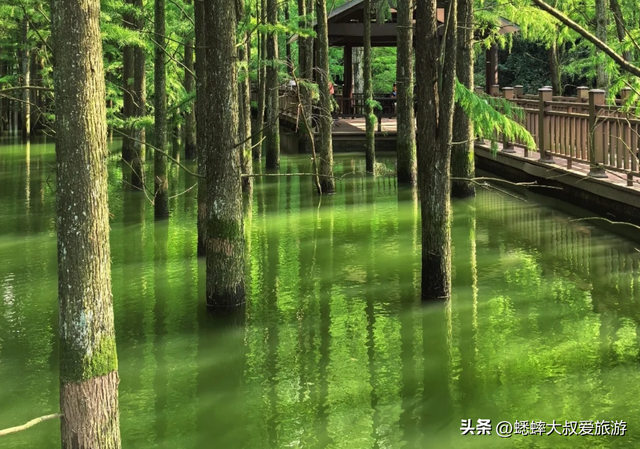 江浙沪私藏地太赞了，拥有古道和水杉林，一路绿色暴击，快来征服