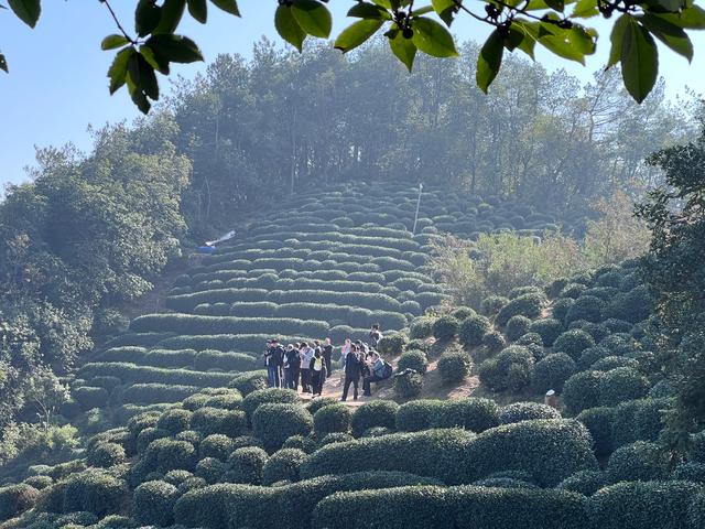 上天竺到云栖竹径，徒步9公里，感受一路秋意。