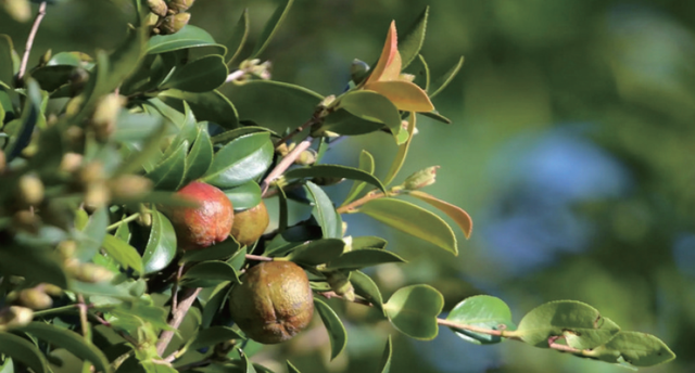 民宿一房难求！富阳有个“童话村”，美如仙境！