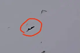 男子登顶雪山时意外滑坠身亡？无人机拍到摔倒一幕：他突然坠落，瞬间不见踪影！当时海拔5000多米图片