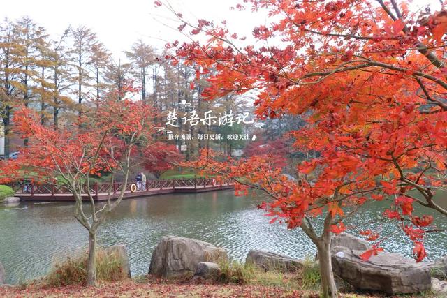 美到封神？余姚这处风景确实名不虚传，斑斓风景正值最佳观赏季