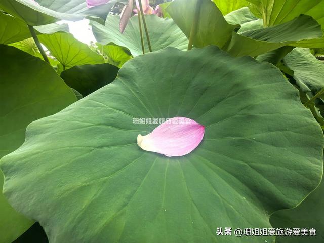 千年古莲能重开？广州海幢寺揭秘，一场跨越时空的花事！附攻略