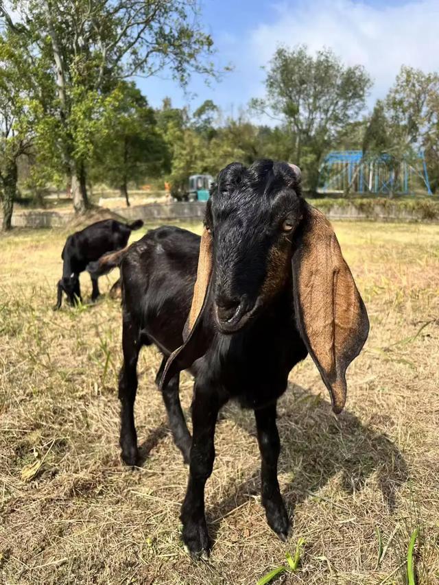 国家级3A 黄陂再+1