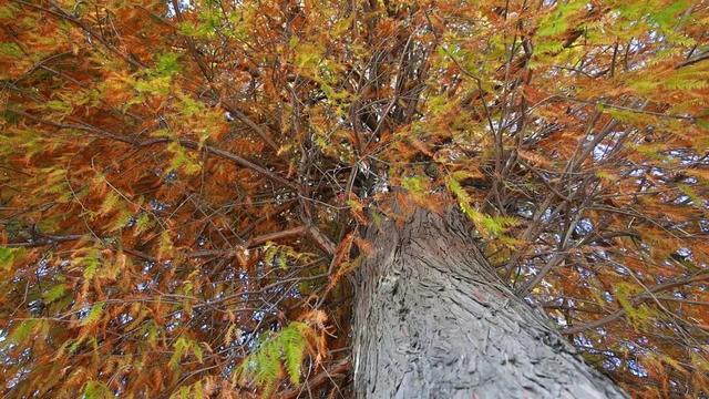 洱海水杉林：湿地生态和谐的“守护者”