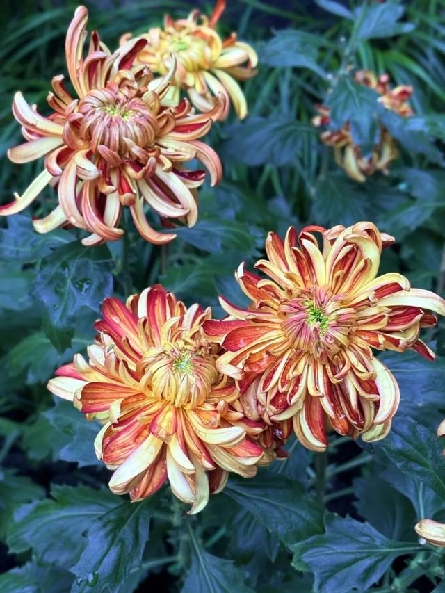 全部免费！成都适合一个人逛的7个地方！