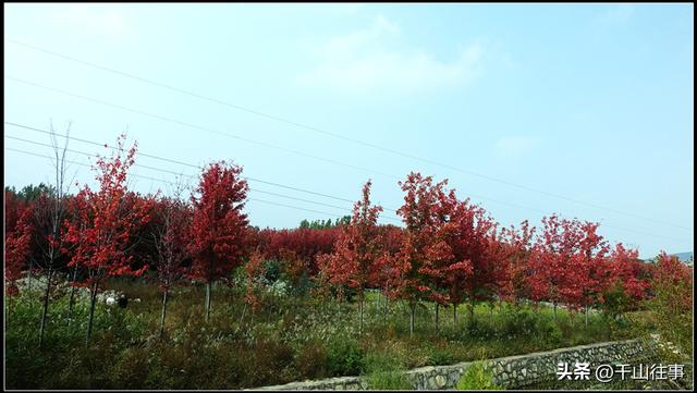 车轮碾过诗与画：枣庄骑行打卡地全攻略（老骑友多年亲测推荐）