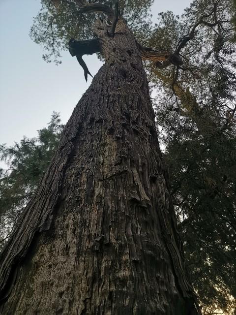 北京最嚣张路霸古树矗立密云北大街中央树龄比明朝建县还老200年