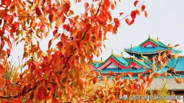 美到词穷！鄂尔多斯的秋天，每一帧都是壁纸
