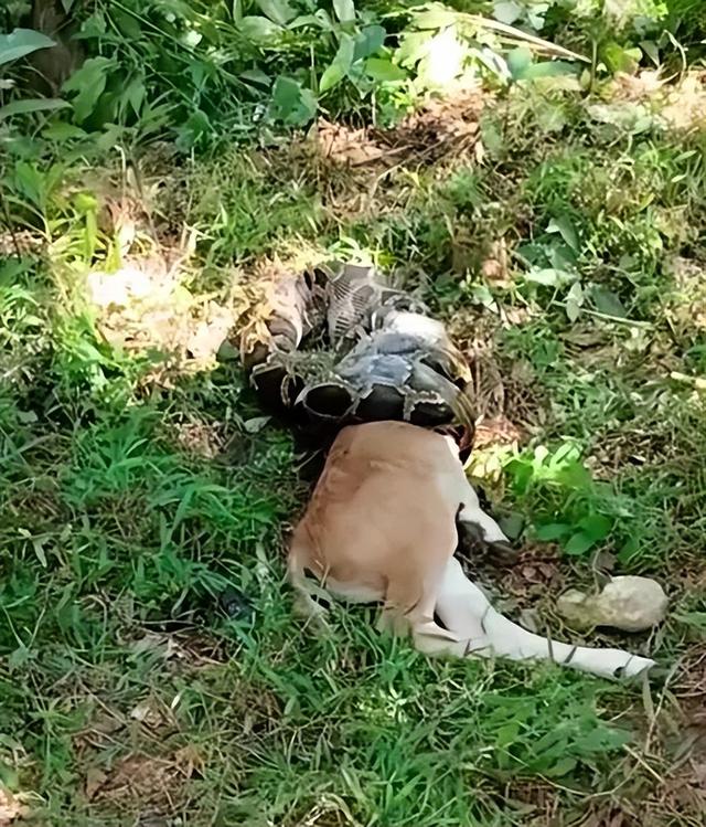 广东汕尾一条蟒蛇吞食牛犊