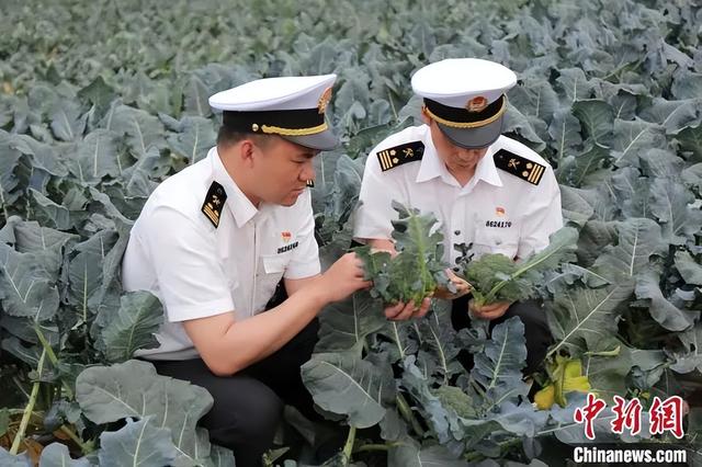 繁制全国6成蔬菜种子！为什么这里租金5000元/亩菜农也愿来种菜？