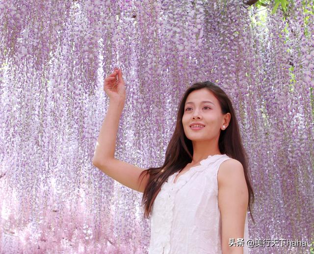 玉渊潭公园紫藤花开，诗意满满，演绎“一帘幽梦”的极致浪漫