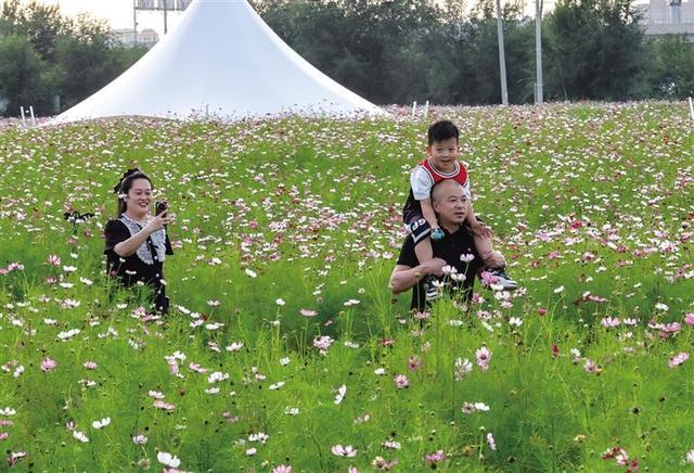呼和浩特：初秋时节花正艳！来大黑河郊野公园与花海赴一场约会吧