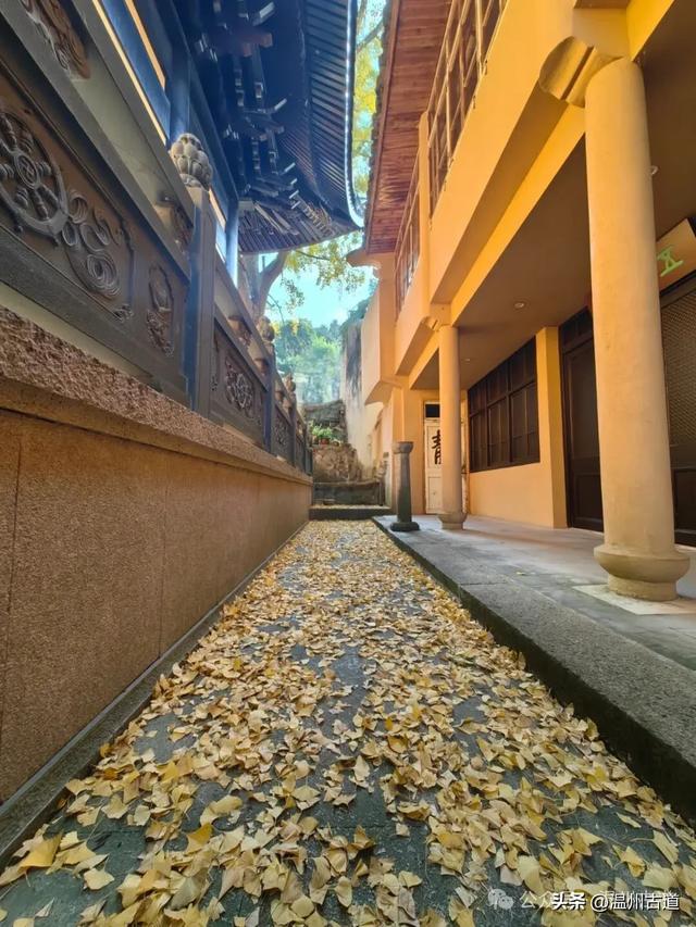 一树金黄，满城风雅！温州这棵著名的古寺银杏再不去就要落叶了