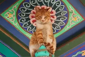 猫上供台，神明不怪，佛道通吃真牛！图片