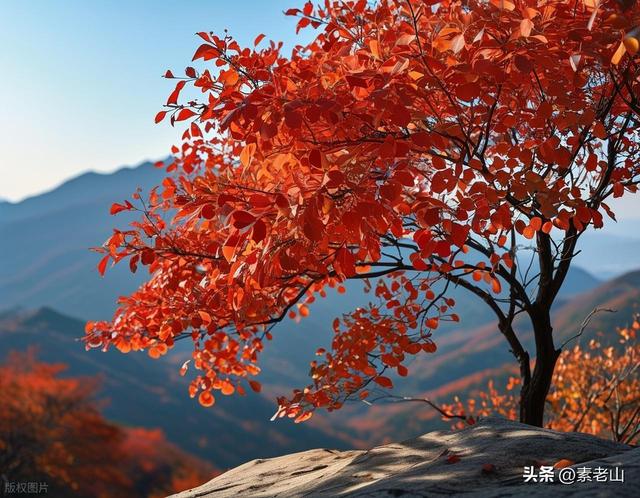 我爱北京香山红树叶