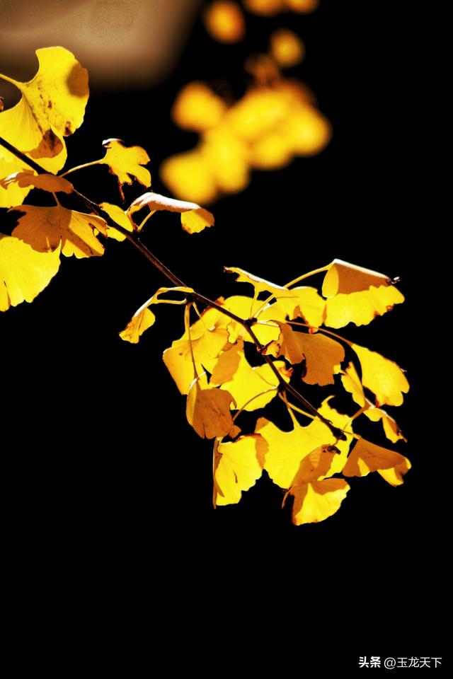 散文丨古银杏树下