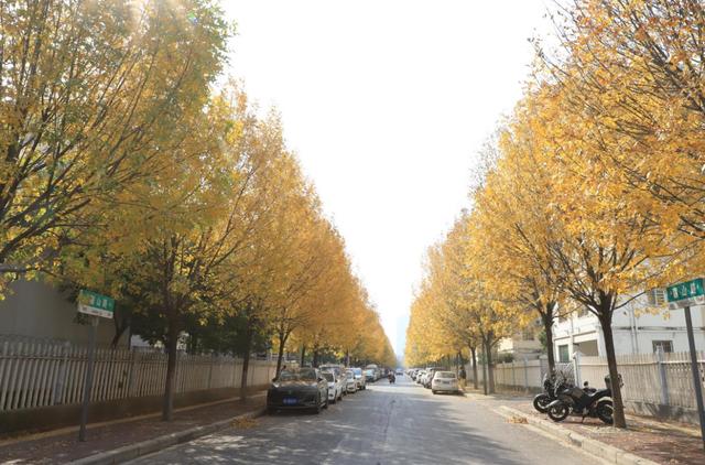 秋叶入画染长街！漯河城区盛景尽显生态向好，园林养护中心精细防治