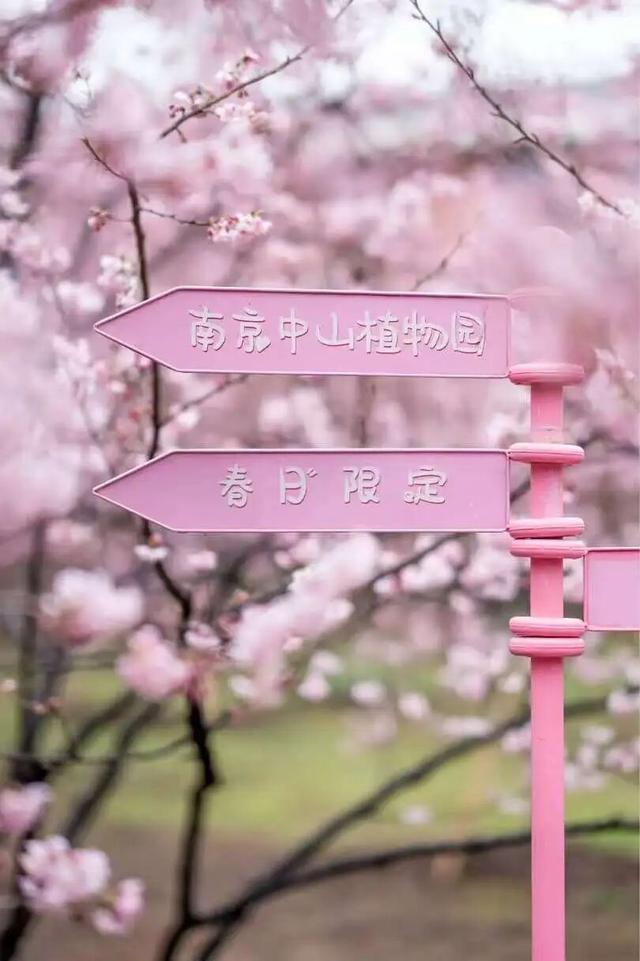 报！南京的樱花已经美成这样了