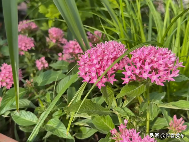 外地游客打卡点赞！长春今夏旅游热度UP