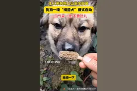 四川“缉菌犬”开始上山找菌子，评论区一片欢乐：你家狗子呢？图片