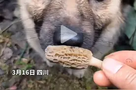 四川“缉菌犬”开始上山找菌子，评论区一片欢乐：你家狗子呢？图片