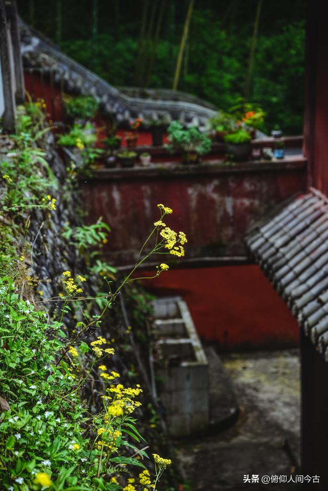 雅安被遗忘的省保，藏着深山中的千年守望