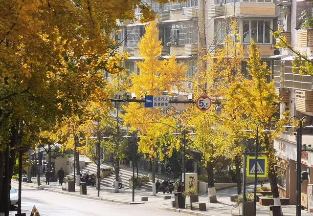 小径披金黄外衣，银杏叶片如金币，冬日里竟藏着流动画卷