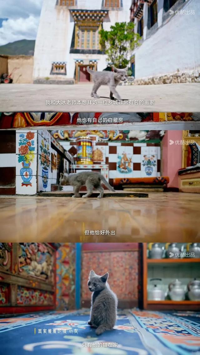 90%人没听过的香巴拉秘境，是最爱猫的咪咪痛城