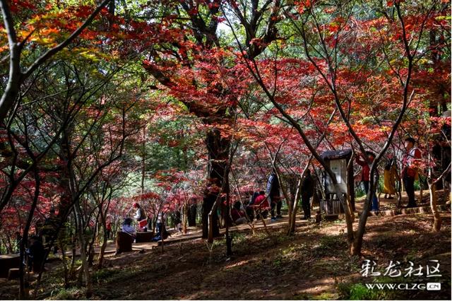 冬日里的红枫恋