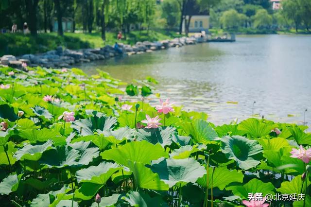 延庆：“好 运 莲 莲”~~