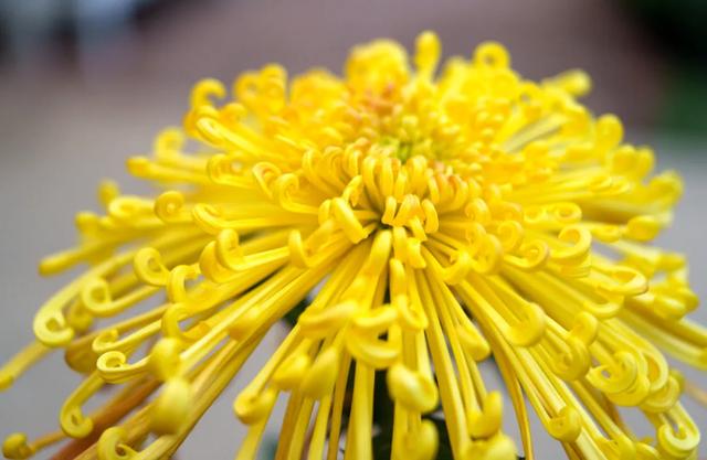 今日开幕！来泰达看百菊争艳