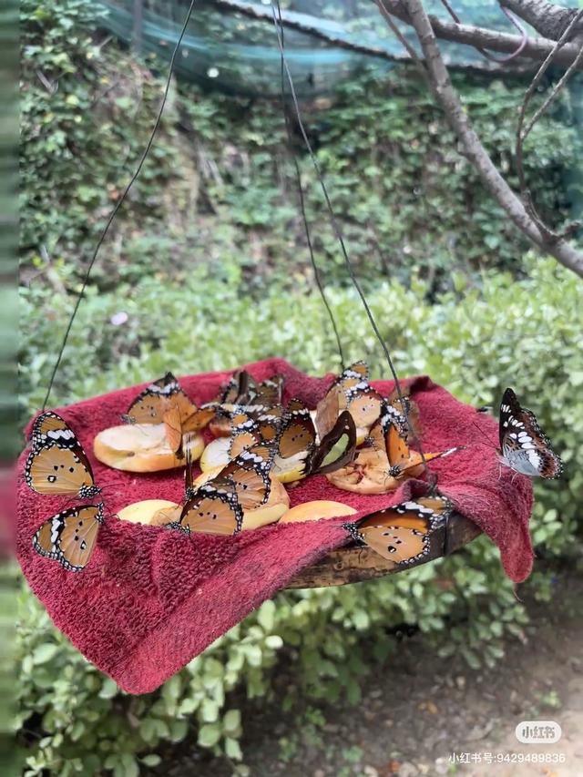 临沂，你真的好风光！！