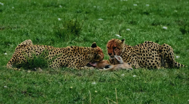 中产家庭减压新方式！花5万远赴非洲追狮，在荒野中寻求生活激情
