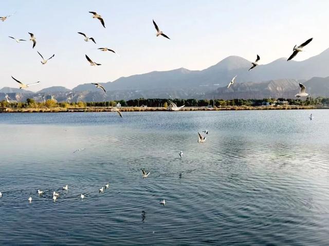 深秋太极岛：芦花漫舞，群鸟蹁跹