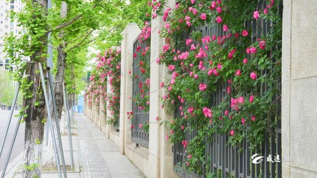 移步皆景！威远这里200多米的“花瀑布”藏不住了