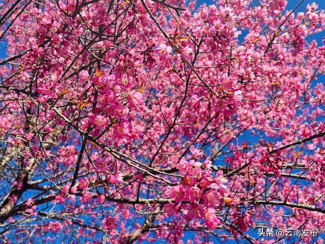 当冬樱遇上茶园！楚雄双柏白竹山粉绿秘境美成诗~