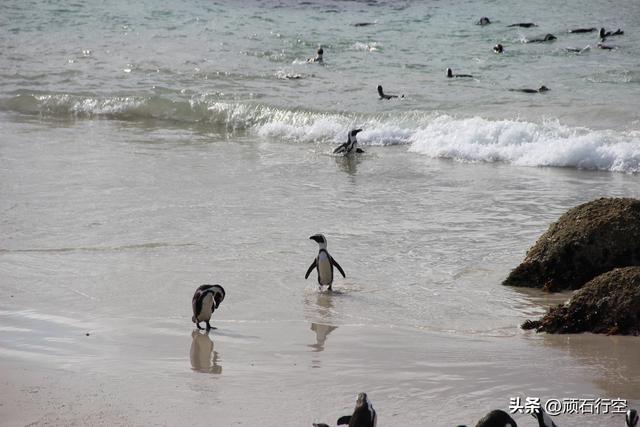 南部非洲：南非开普敦企鹅岛