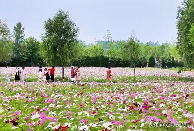 成都邛窑遗址公园，藏着格桑花海，壮观惊艳令人称奇，不要门票！