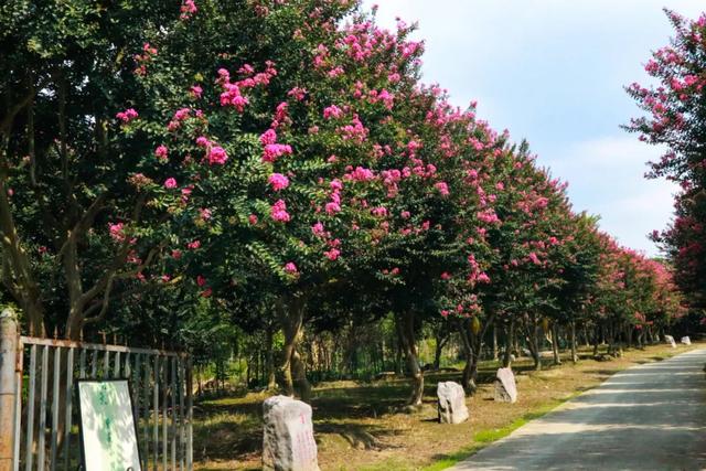 郫都这片“百日红”花海进入最美时刻！免费入园，错过等一年！