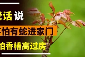 俗语“不怕有蛇进家门，就怕香椿高过房”，香椿比蛇可怕，为何？图片