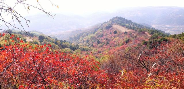 山西又“红”啦！金秋时节，这4处绝美赏叶地千万别错过！