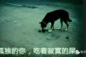 狗狗为何喜欢吃嗯嗯？“千里飘香”到底是臭的还是香的？图片