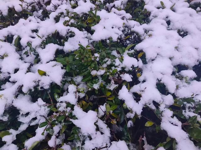 临洮秋天的雪，来啦！