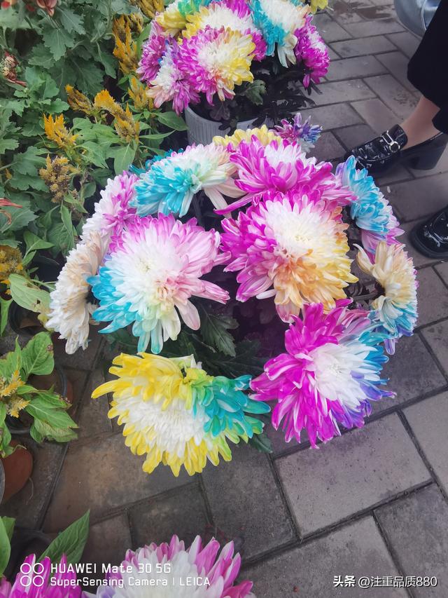 今年唐山南湖菊展从规模到品种在我印象中是多年来的第一次
