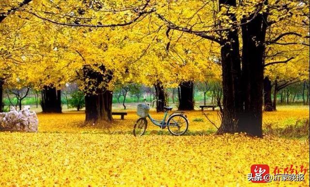 全部免费 临沂这些宝藏公园闲步入画等你来