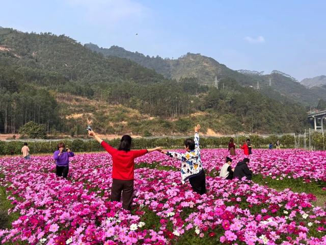 太美了！平南这里有一大片格桑花海