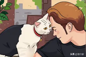 当一只猫“爱你入骨”时，会有这些明显的表现，藏不住的图片