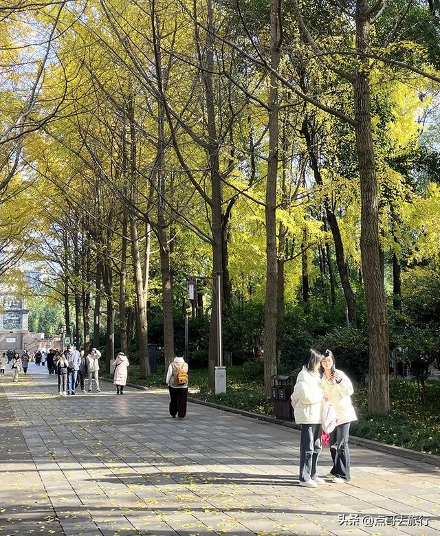 成都市中心最美银杏观赏地，这6处你去过吗？都不要门票！