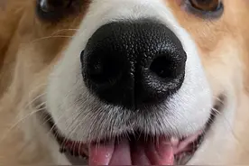 狗狗生病的无声警告！每天花10秒检查这5个关键部位图片